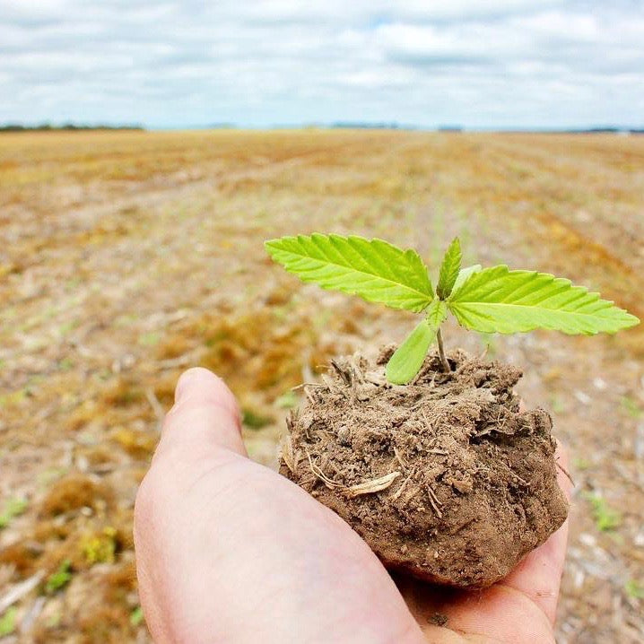 Hemp crop seedling