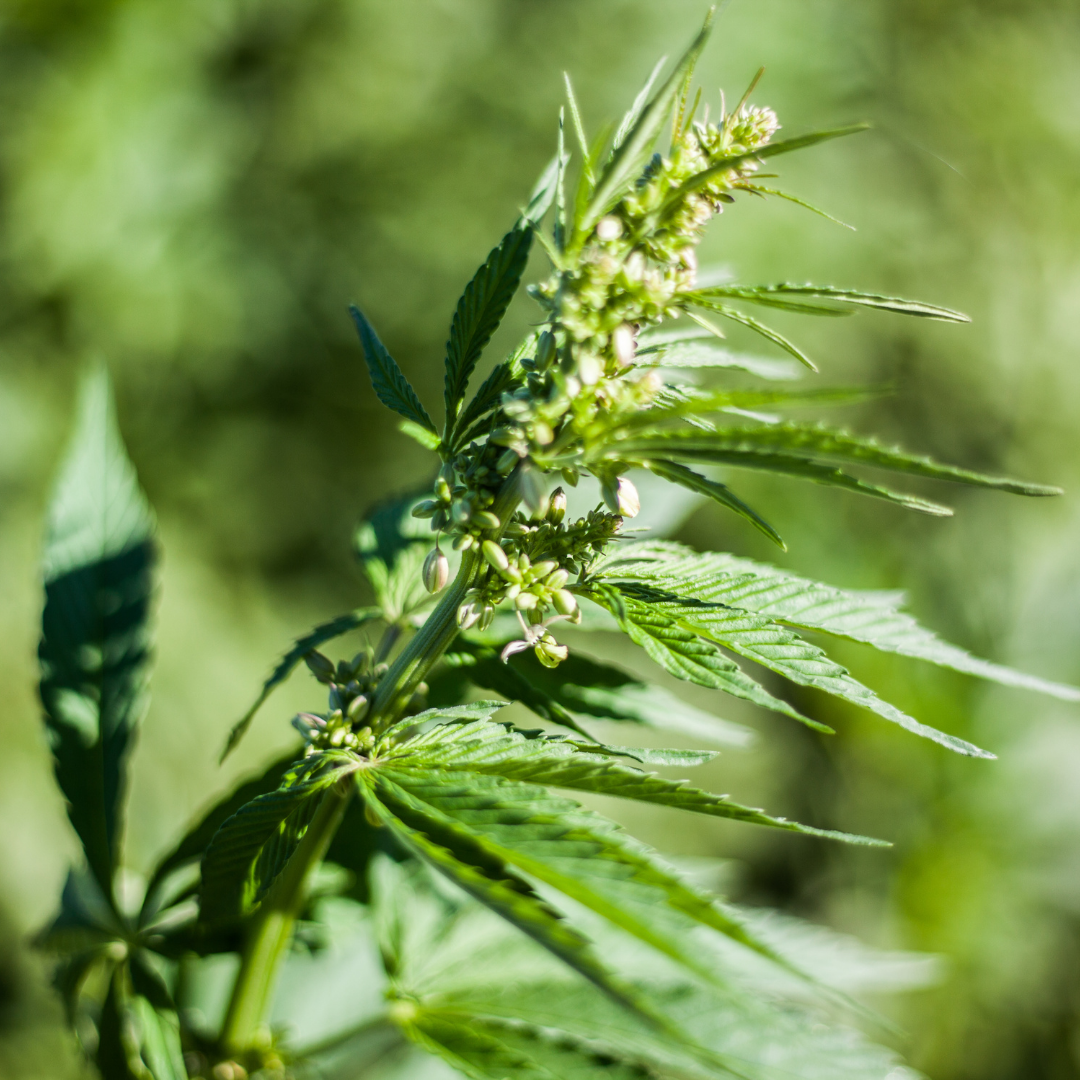 Is Hemp Legal In Australia?